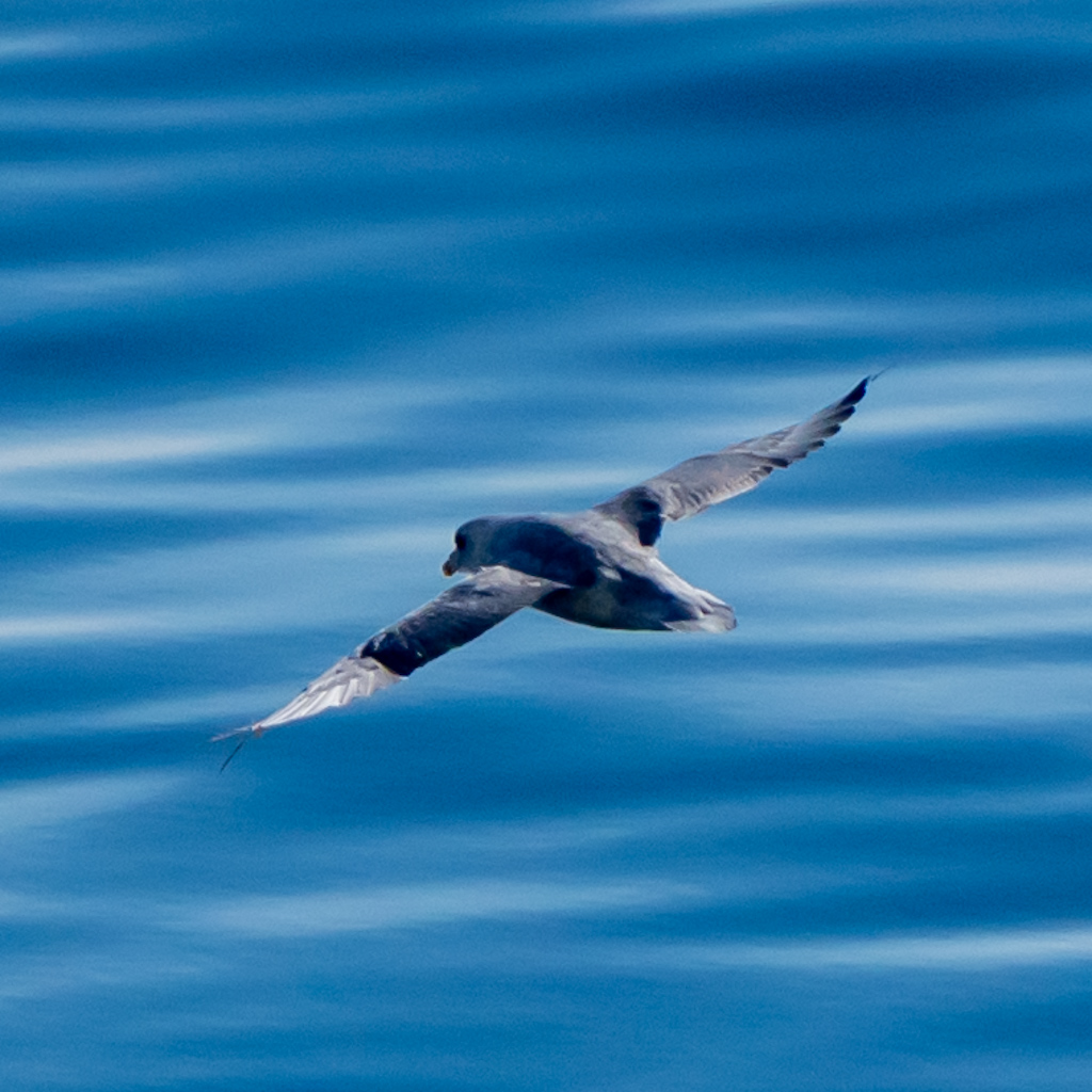 Photography by Chris Allington